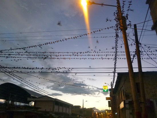 Birds