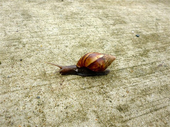 Snail