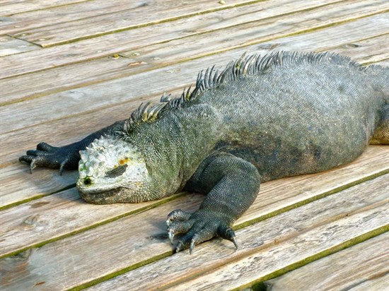 5iguana