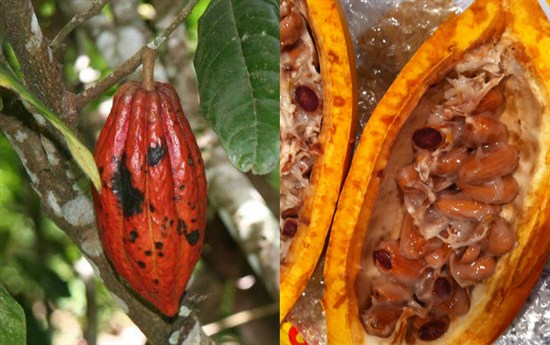 Cacao