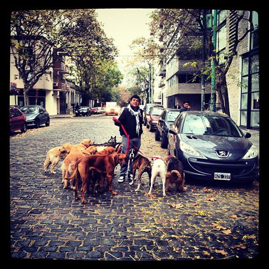 Dogwalker